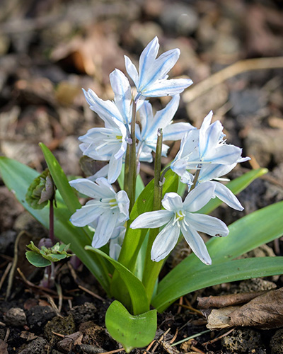 Scilla mischtschenkoana.jpg